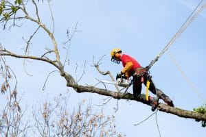 Tree Removal and Logging Is Dangerous Work