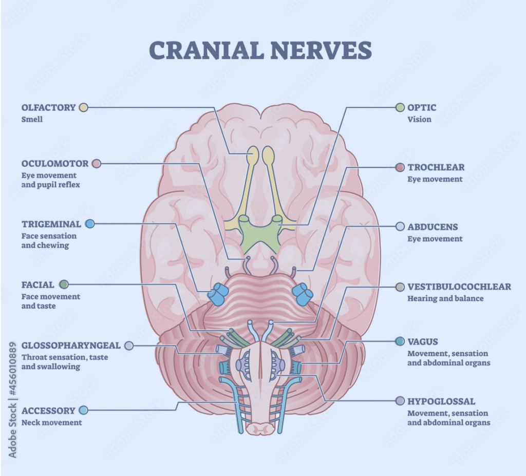 What Are Cranial Nerve Injuries? 
